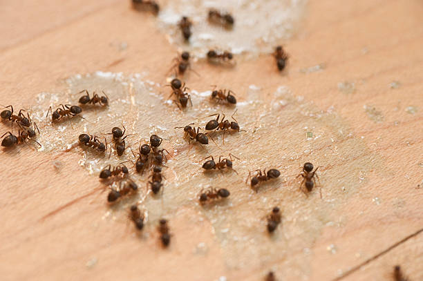 Best Pest Inspection Near Me  in Indian Wells, CA